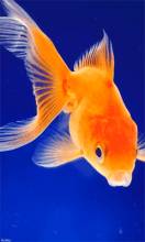 Живая Золотая рыбка