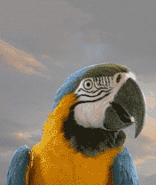 попугай какаду