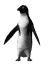 penguinWHT
