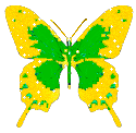 Жёлто-зелёная бабочка