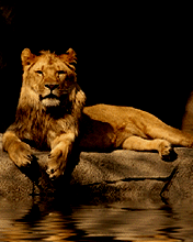 лев-царь зверей