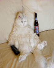кот пьёт пиво и смотрит телевизор