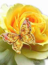 живые обои-бабочка на красивой розе