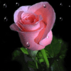 красивая розовая роза