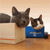 коты играют в коробках из под обуви