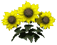 три жёлтых цветка качают лепестками